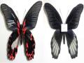 Papilio Gynandromorph 09 (Internet Image property of respective owner, non-commercial use only)
